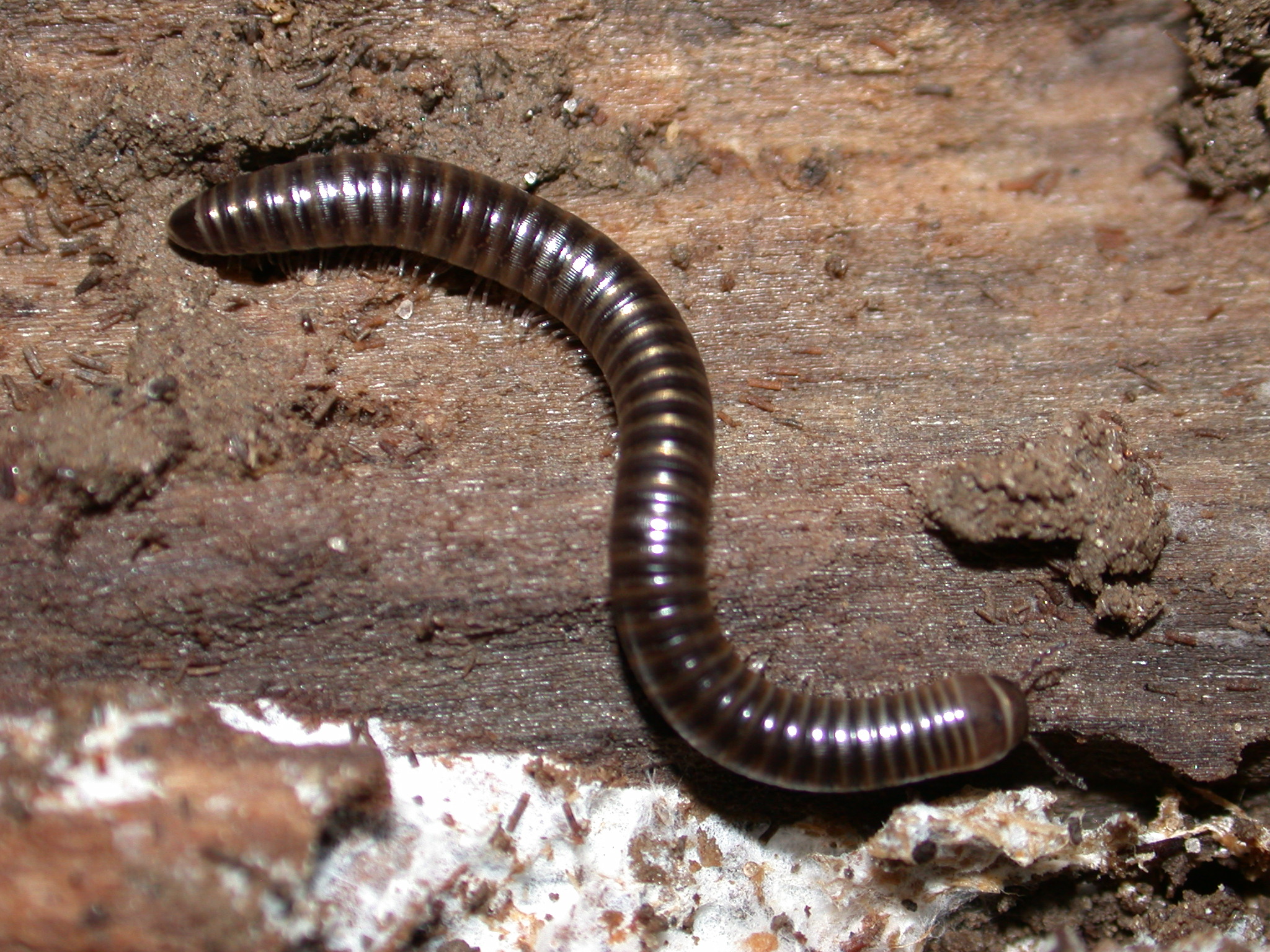 link to millipede information sources