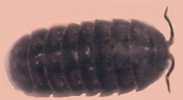 picture of terrestrial  isopod