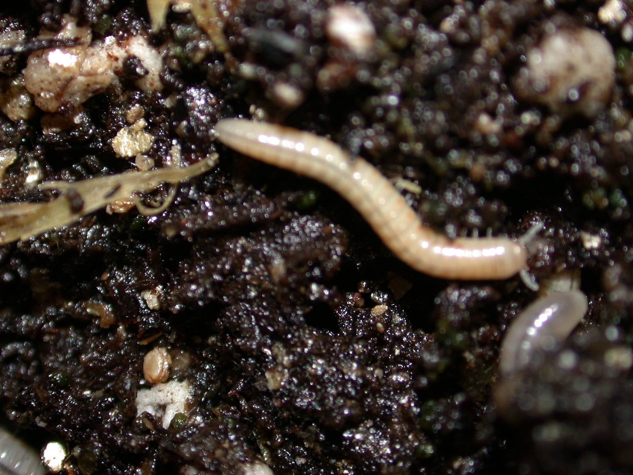 picture of baby giant millipedes