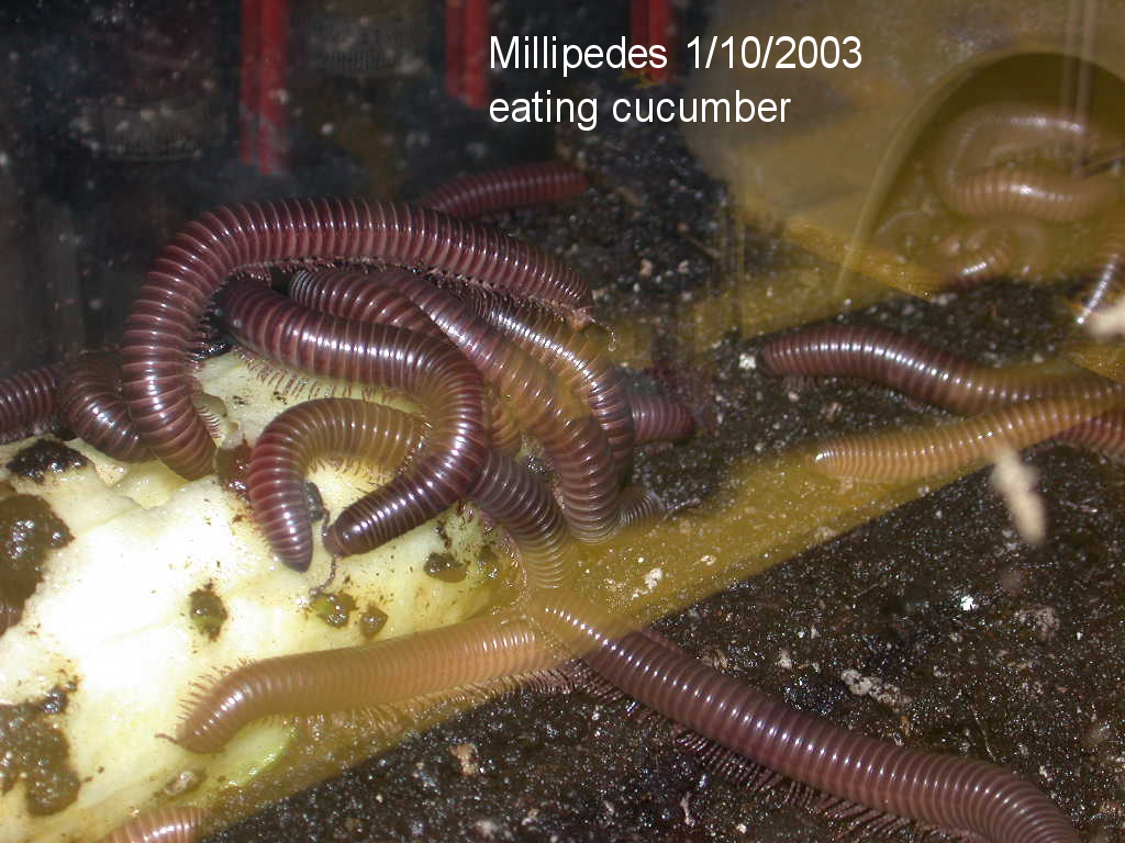 picture of young millipedes eating cucumber