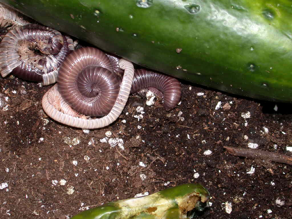 picture of young millipedes shedding