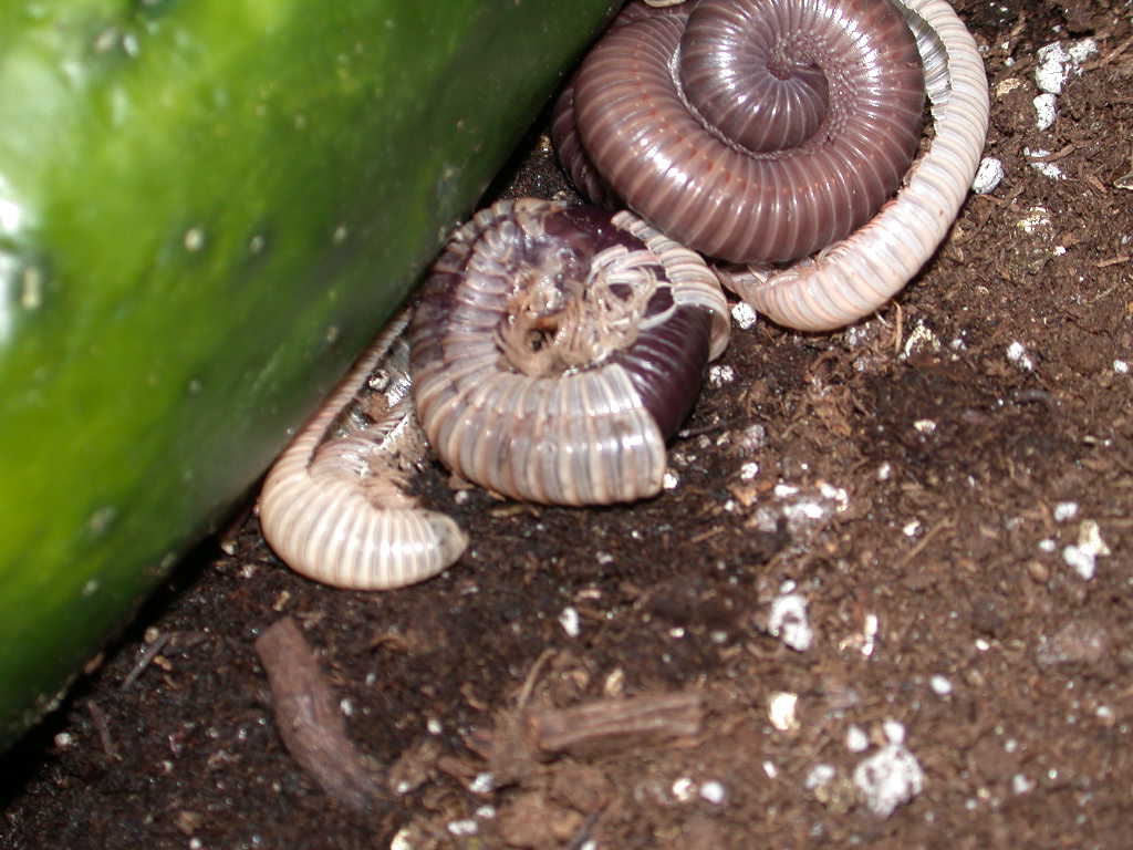 picture of young millipedes shedding