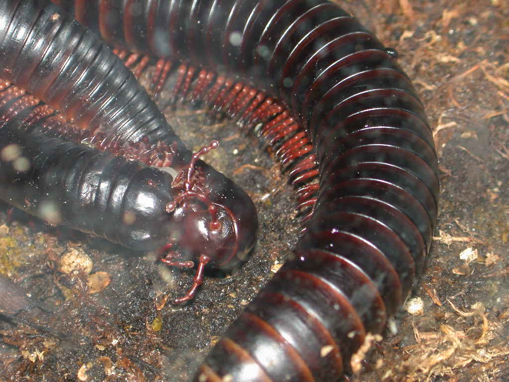 picture of adult millipedes mating