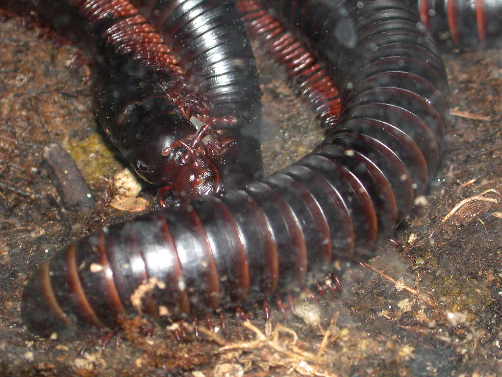 picture of adult millipedes mating